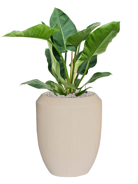 Philodendron 'Imperial Green' in Baq Polystone Coated Plain Office Plant With Pot 107cm Height 30cm Dia