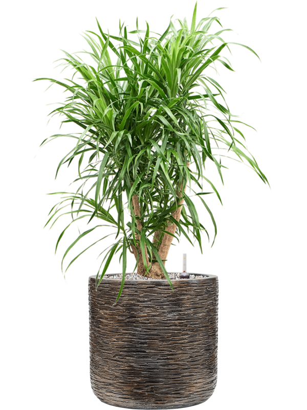 Pleomele 'Anita' in Baq Luxe Lite Universe Wrinkle Office Plant With Pot 80cm Height 24cm Dia
