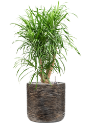 Pleomele 'Anita' in Baq Luxe Lite Universe Wrinkle Office Plant With Pot 80cm Height 24cm Dia
