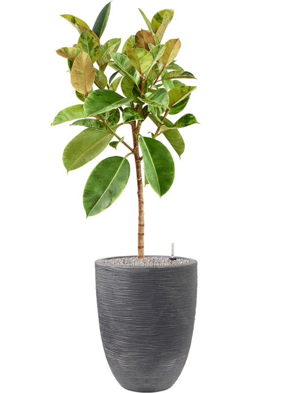 Ficus elastica 'Shivereana Moonshine' in Capi Waste Rib NL Office Plant With Pot 165cm Height 38cm Dia