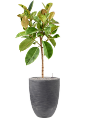 Ficus elastica 'Shivereana Moonshine' in Capi Waste Rib NL Office Plant With Pot 165cm Height 38cm Dia