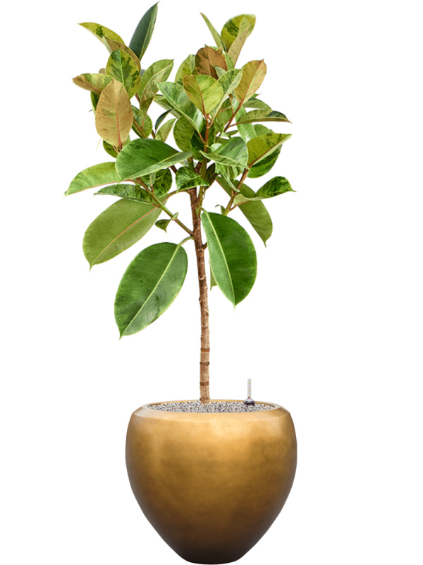 Ficus elastica 'Shivereana Moonshine' in Baq Metallic Office Plant With Pot 153cm Height 33cm Dia