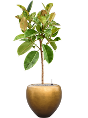 Ficus elastica 'Shivereana Moonshine' in Baq Metallic Office Plant With Pot 153cm Height 33cm Dia