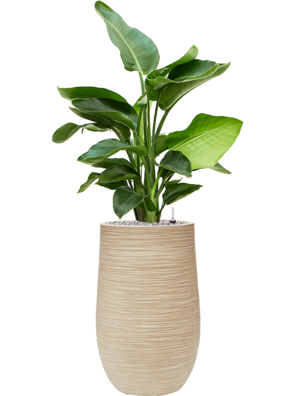 Strelitzia nicolai in Baq Dune Office Plant With Pot 124cm Height 27cm Dia
