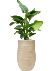 Strelitzia nicolai in Baq Dune Office Plant With Pot 124cm Height 27cm Dia