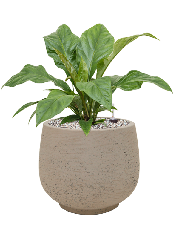 Anthurium ellipticum 'Jungle Bush' in Rough Office Plant With Pot 50cm Height 25cm Dia