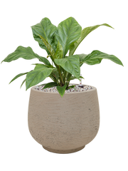Anthurium ellipticum 'Jungle Bush' in Rough Office Plant With Pot 50cm Height 25cm Dia