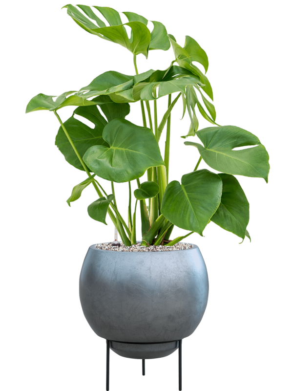 Monstera deliciosa in Baq Metallic Silver leaf Office Plant With Pot 80cm Height 24cm Dia