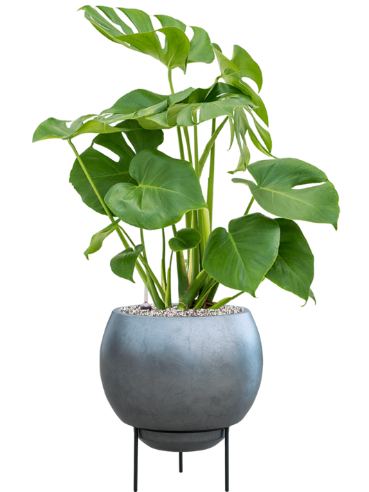 Monstera deliciosa in Baq Metallic Silver leaf Office Plant With Pot 80cm Height 24cm Dia