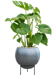 Monstera deliciosa in Baq Metallic Silver leaf Office Plant With Pot 80cm Height 24cm Dia