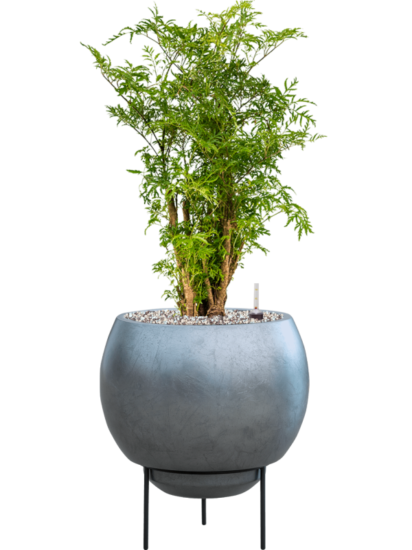 Aralia (Polyscias) 'Ming' in Baq Metallic Silver leaf Office Plant With Pot 70cm Height 24cm Dia