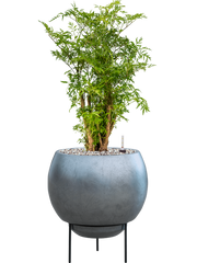 Aralia (Polyscias) 'Ming' in Baq Metallic Silver leaf Office Plant With Pot 70cm Height 24cm Dia
