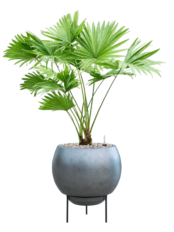 Livistonia rotundifolia in Baq Metallic Silver leaf Office Plant With Pot 83cm Height 24cm Dia