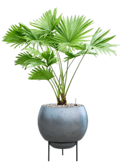 Livistonia rotundifolia in Baq Metallic Silver leaf Office Plant With Pot 83cm Height 24cm Dia