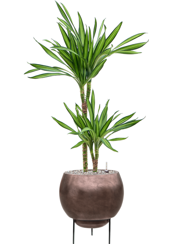 Dracaena fragrans 'Riki' in Baq Metallic Silver leaf Office Plant With Pot 101cm Height 24cm Dia