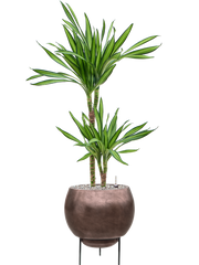 Dracaena fragrans 'Riki' in Baq Metallic Silver leaf Office Plant With Pot 101cm Height 24cm Dia