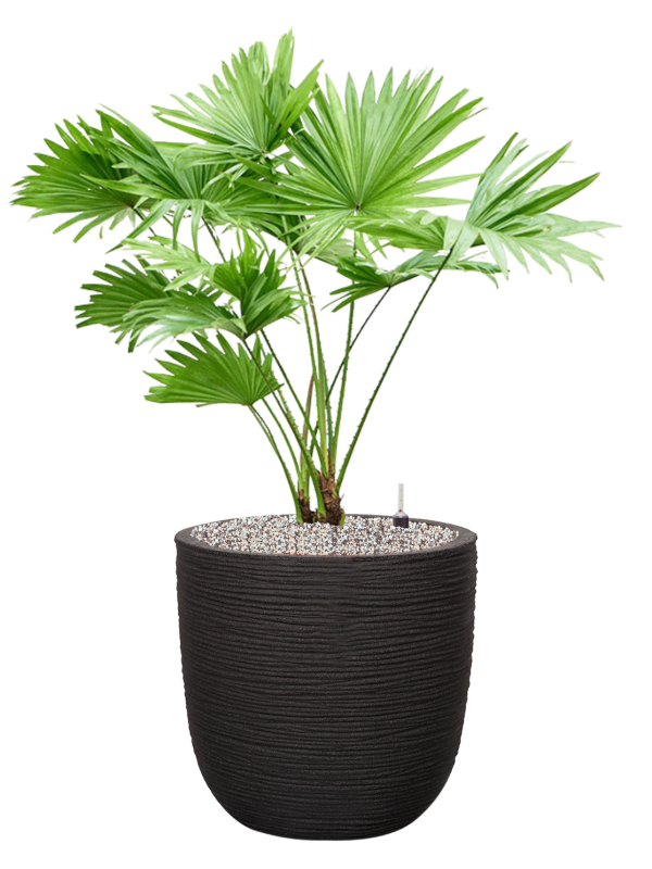 Livistonia rotundifolia in Capi Nature Rib NL Office Plant With Pot 84cm Height 29.8cm Dia