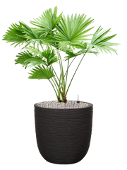 Livistonia rotundifolia in Capi Nature Rib NL Office Plant With Pot 84cm Height 29.8cm Dia