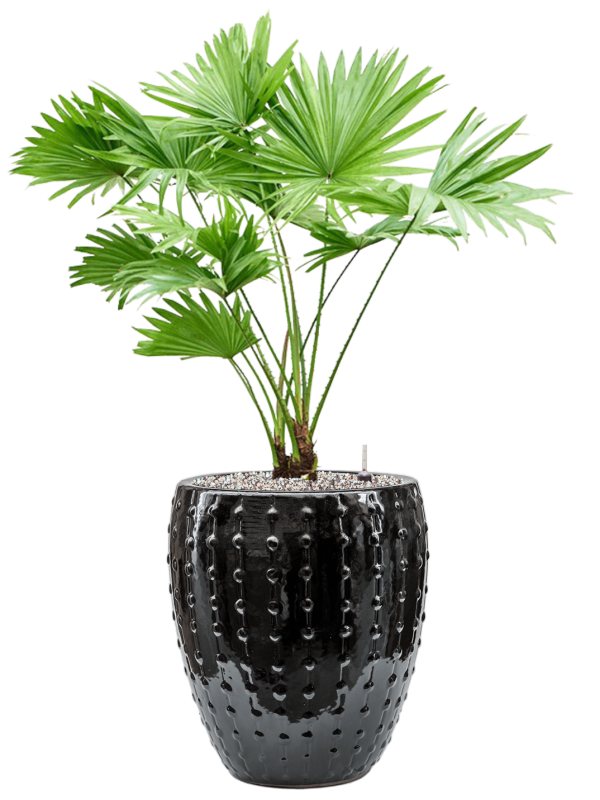 Livistonia rotundifolia in Laos Mini Office Plant With Pot 88cm Height 25cm Dia