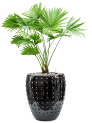 Livistonia rotundifolia in Laos Mini Office Plant With Pot 88cm Height 25cm Dia