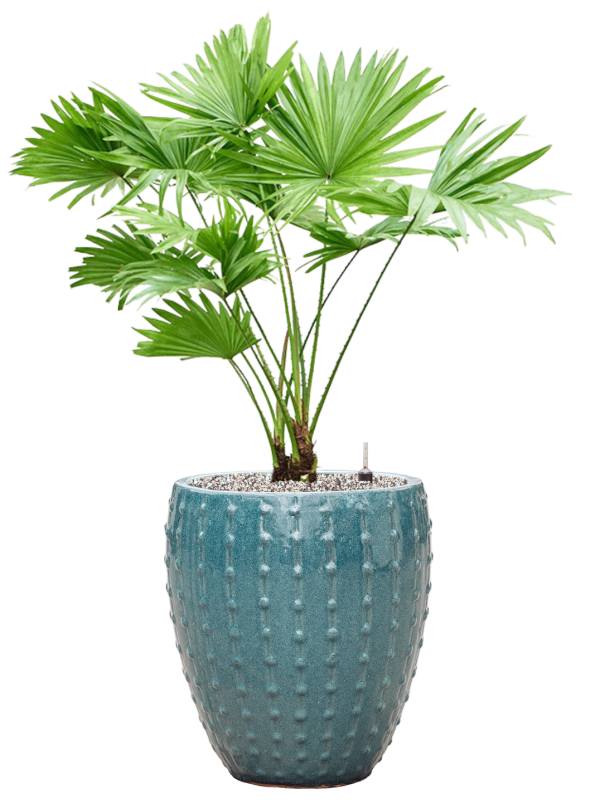 Livistonia rotundifolia in Laos Mini Office Plant With Pot 88cm Height 25cm Dia