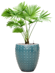 Livistonia rotundifolia in Laos Mini Office Plant With Pot 88cm Height 25cm Dia