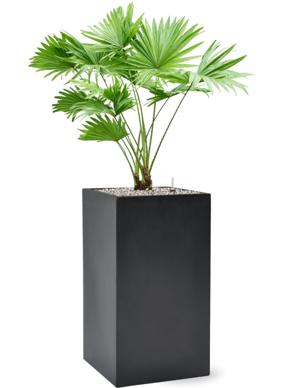 Livistonia rotundifolia in Baq Basic Office Plant With Pot 108cm Height 24cm Dia