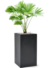 Livistonia rotundifolia in Baq Basic Office Plant With Pot 108cm Height 24cm Dia