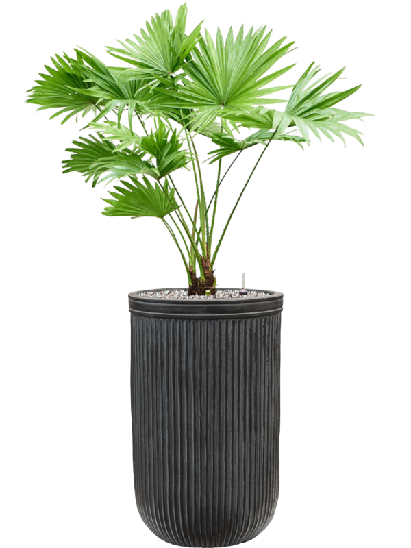 Livistonia rotundifolia in Baq Vertical Rib Office Plant With Pot 99cm Height 26cm Dia