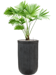 Livistonia rotundifolia in Baq Vertical Rib Office Plant With Pot 99cm Height 26cm Dia