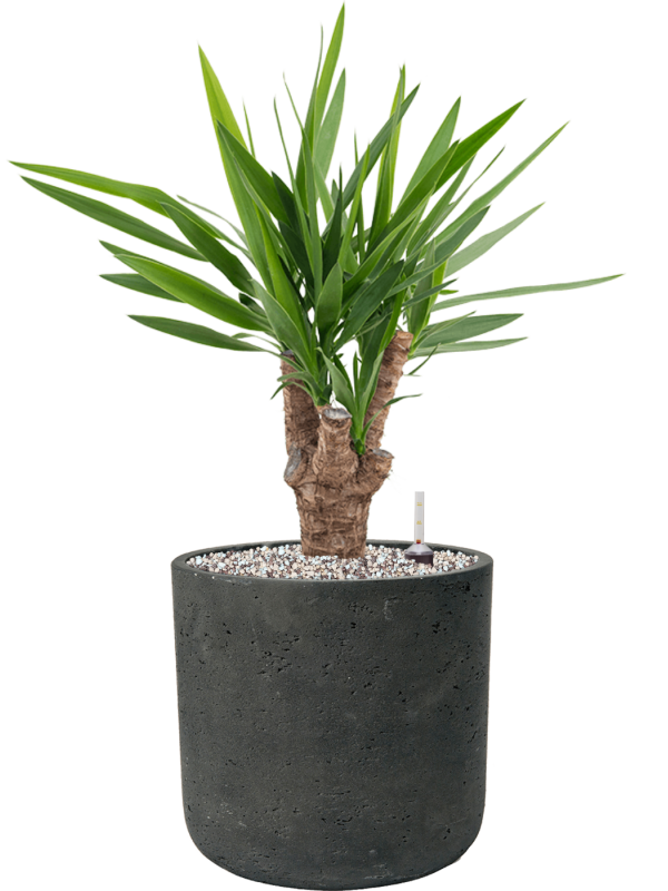 Yucca elephantipes in Rough Office Plant With Pot 62cm Height 23cm Dia