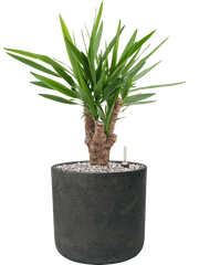 Yucca elephantipes in Rough Office Plant With Pot 62cm Height 23cm Dia