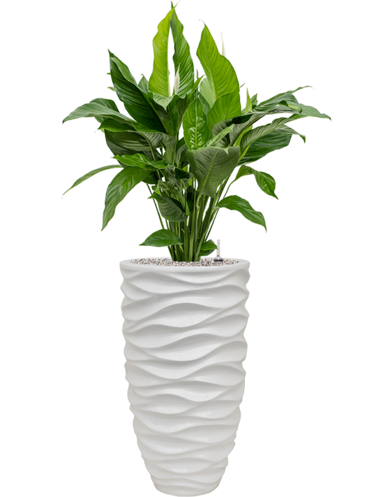 Spathiphyllum 'Sweet Lauretta' in Baq Luxe Lite Glossy Sea Office Plant With Pot 124cm Height 28cm Dia