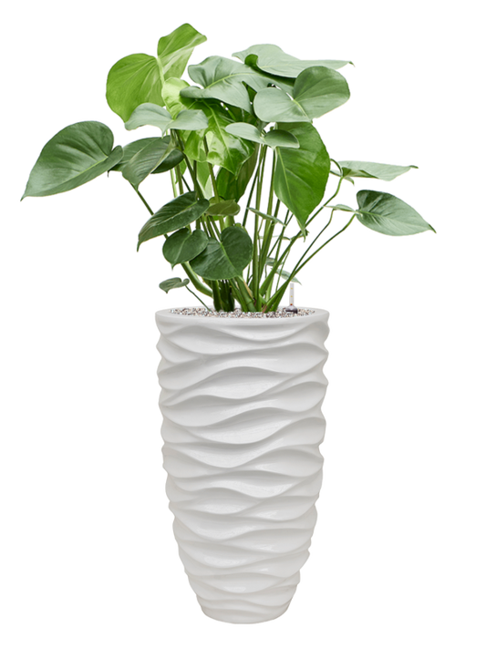 Monstera deliciosa in Baq Luxe Lite Glossy Sea Office Plant With Pot 115cm Height 28cm Dia