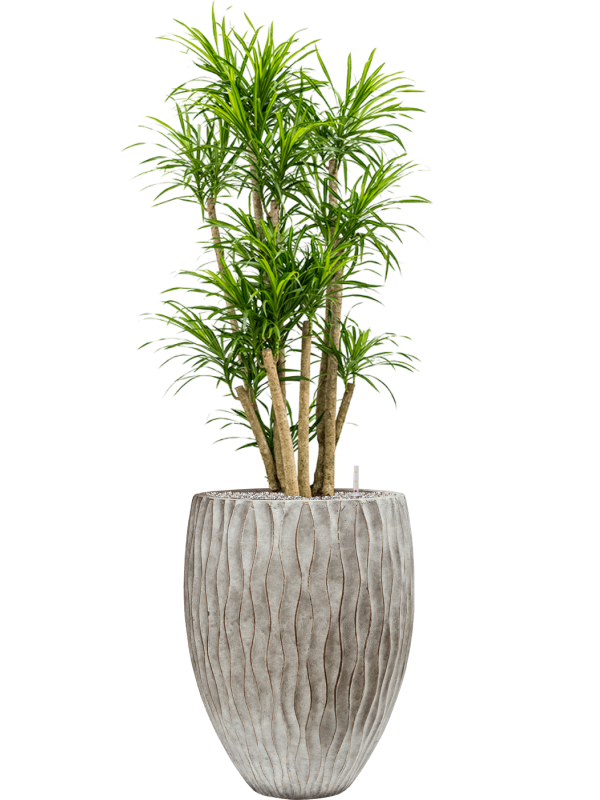 Pleomele (Dracaena) 'Anita Variegata' in Wave Office Plant With Pot 159cm Height 45cm Dia