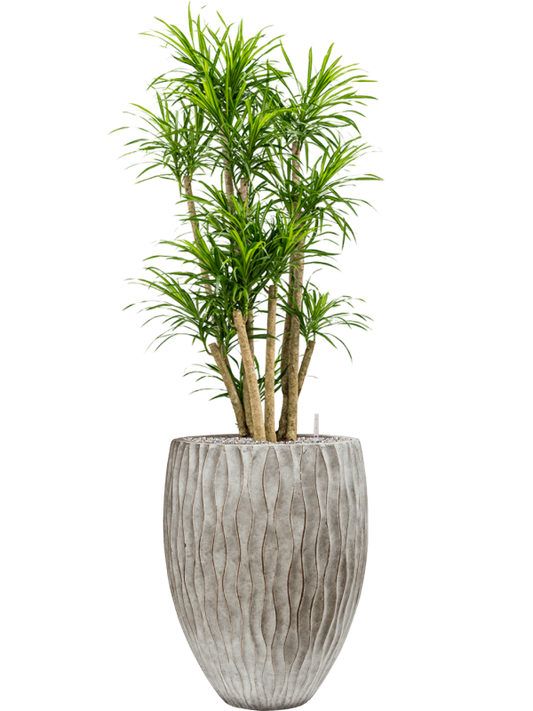 Pleomele (Dracaena) 'Anita Variegata' in Wave Office Plant With Pot 159cm Height 45cm Dia