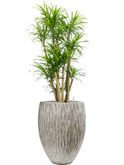Pleomele (Dracaena) 'Anita Variegata' in Wave Office Plant With Pot 159cm Height 45cm Dia
