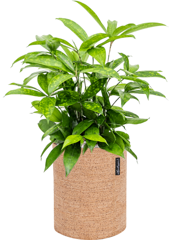Dracaena surculosa in Lechuza Trendcover 23 Cork Office Plant With Pot 52cm Height 21cm Dia
