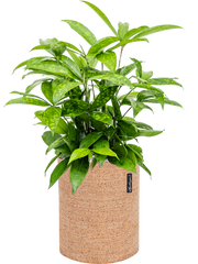 Dracaena surculosa in Lechuza Trendcover 23 Cork Office Plant With Pot 52cm Height 21cm Dia
