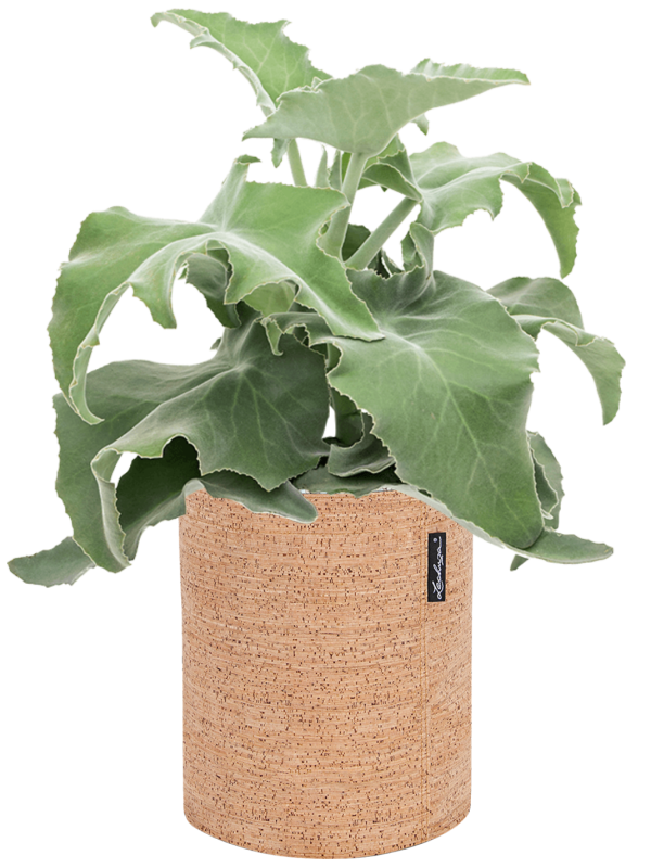 Kalanchoe beharensis in Lechuza Trendcover 23 Cork Office Plant With Pot 47cm Height 21cm Dia