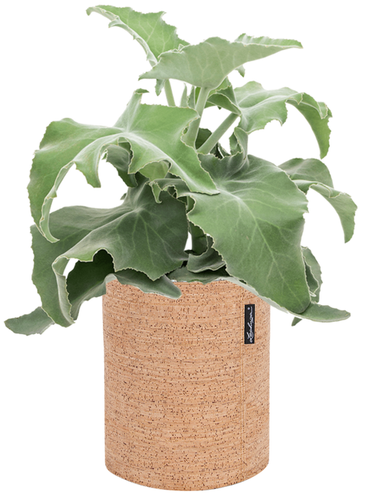 Kalanchoe beharensis in Lechuza Trendcover 23 Cork Office Plant With Pot 47cm Height 21cm Dia