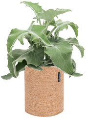 Kalanchoe beharensis in Lechuza Trendcover 23 Cork Office Plant With Pot 47cm Height 21cm Dia