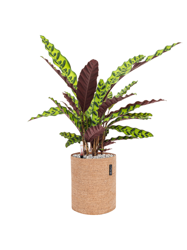 Calathea insignis in Lechuza Trendcover 23 Cork Office Plant With Pot 64cm Height 21cm Dia