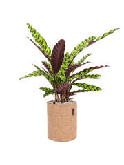 Calathea insignis in Lechuza Trendcover 23 Cork Office Plant With Pot 64cm Height 21cm Dia