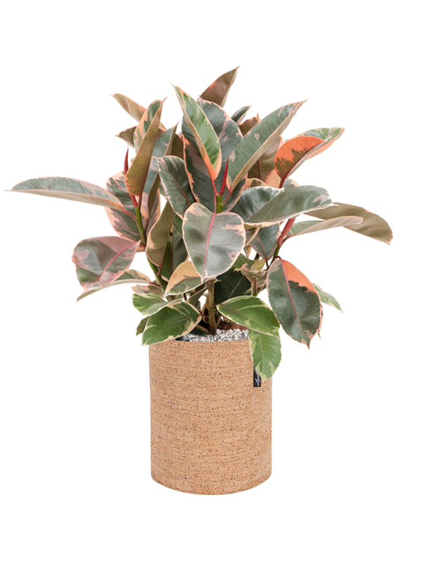 Ficus elastica 'Belize' in Lechuza Trendcover 23 Cork Office Plant With Pot 56cm Height 21cm Dia