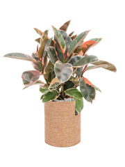 Ficus elastica 'Belize' in Lechuza Trendcover 23 Cork Office Plant With Pot 56cm Height 21cm Dia