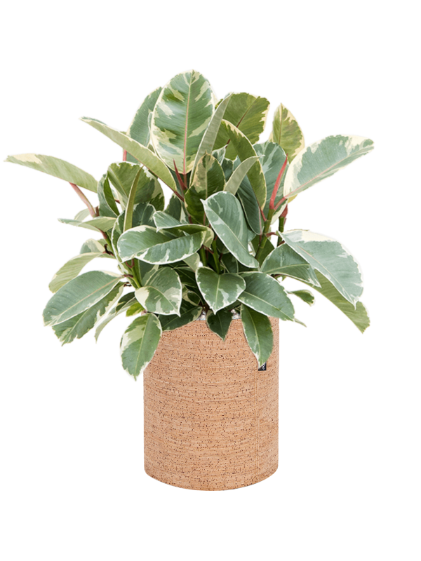 Ficus elastica 'Tineke' in Lechuza Trendcover 23 Cork Office Plant With Pot 50cm Height 21cm Dia