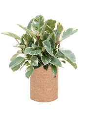 Ficus elastica 'Tineke' in Lechuza Trendcover 23 Cork Office Plant With Pot 50cm Height 21cm Dia