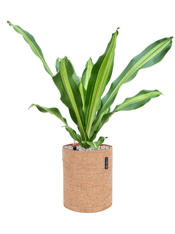 Dracaena fragrans 'Burley' in Lechuza Trendcover 23 Cork Office Plant With Pot 62cm Height 21cm Dia