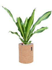 Dracaena fragrans 'Burley' in Lechuza Trendcover 23 Cork Office Plant With Pot 62cm Height 21cm Dia